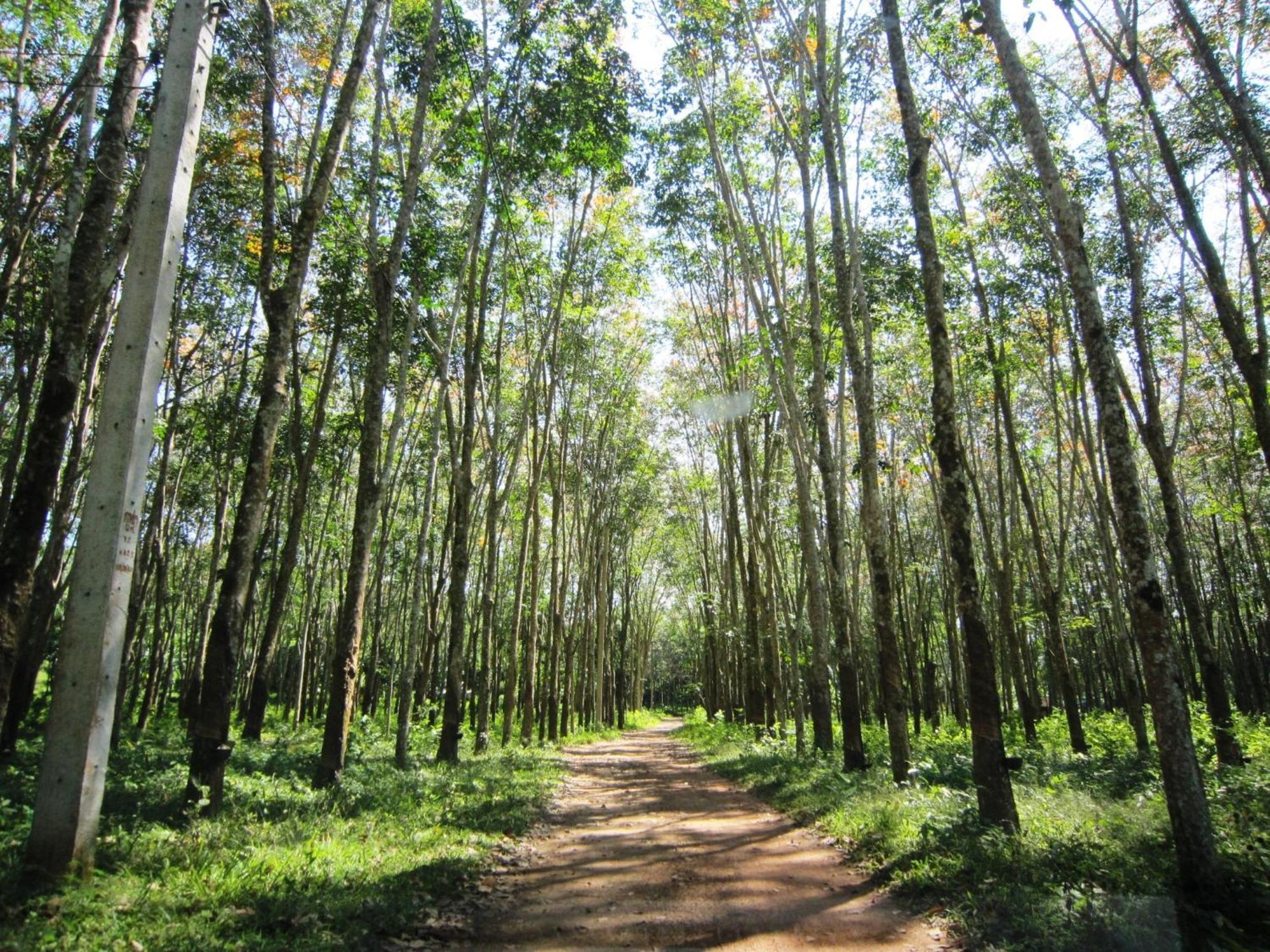 Phanom Bencha Mountain Resort Krabi Luaran gambar